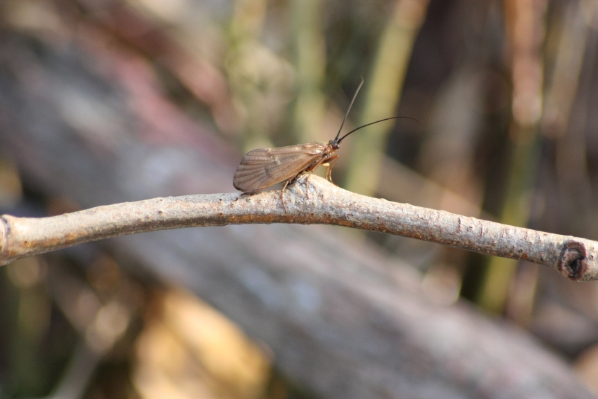 Limnephilidae: Anabolia lombarda